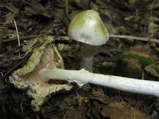 7 ядовитых грибов в лесах Южного Урала - Бледная поганка